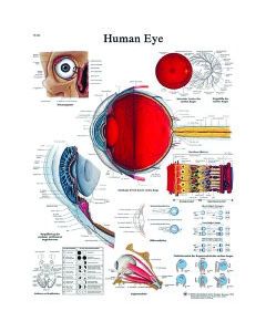 Fabrication Enterprises 12-4607L - 3B Scientific® Anatomical Chart Human Eye - Each