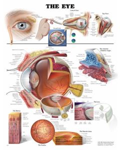 Anatomical Chart Company 9781587791260 - Anatomical Eye Chart - Each