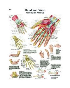 Fabrication Enterprises 12-4609L - Anatomical Hand & Wrist Chart - Each