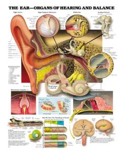 Anatomical Chart Company 9781587791208 - Anatomical Ear-Organs of Hearing and Balance Chart - Each